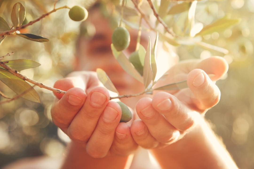 Conoce el mejor sabor de la Costa Blanca, manos sosteniendo las hojas de un olivo